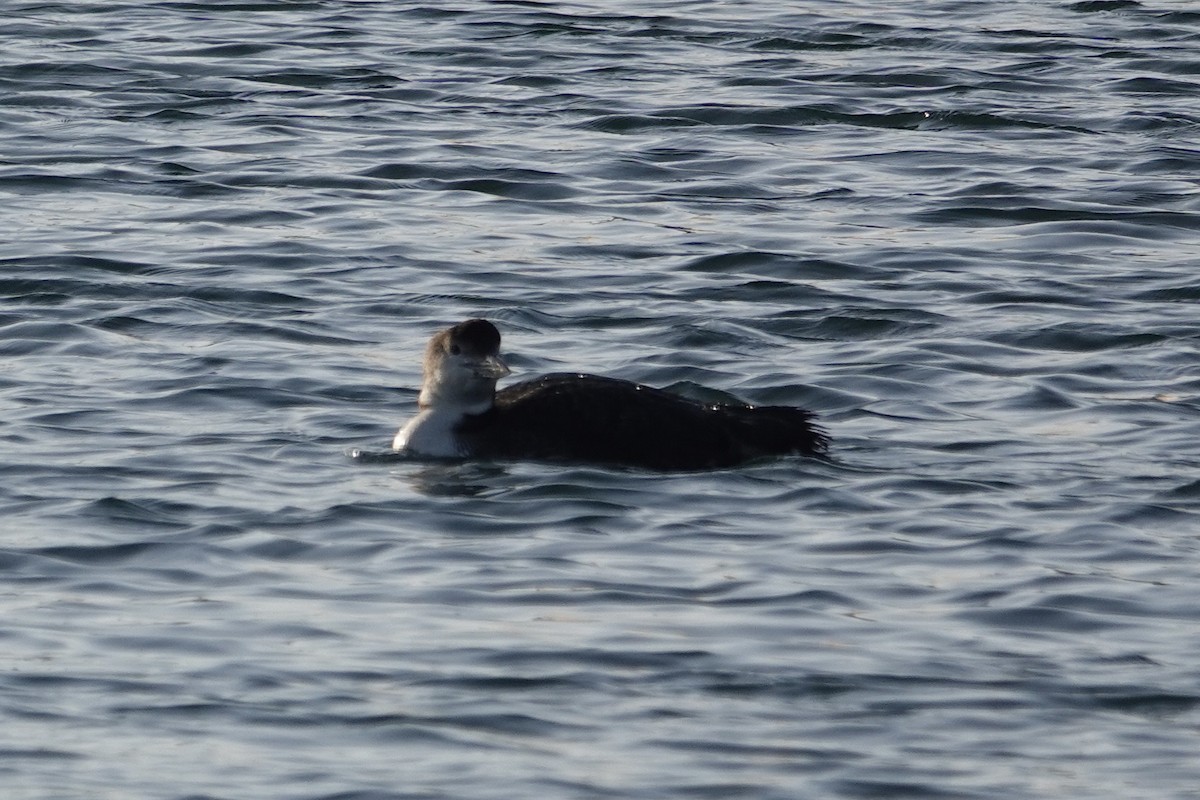 Common Loon - ML615294746