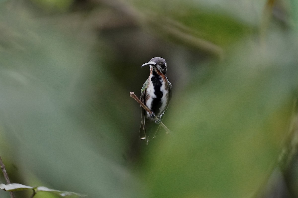 Black-throated Mango (Ecuadorian) - ML615294776