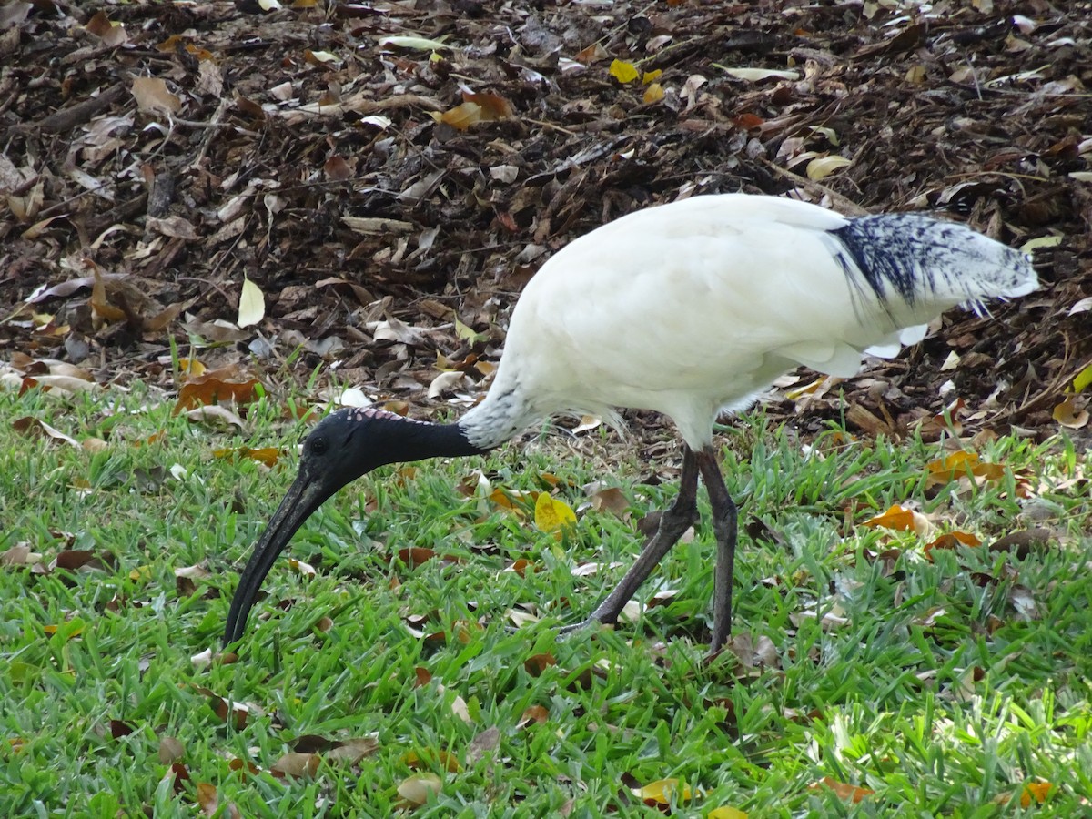 ibis australský - ML615294795