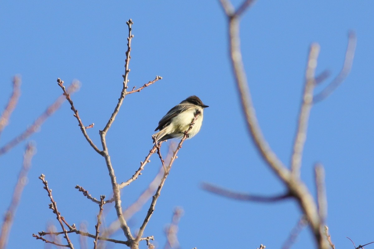 Eastern Phoebe - ML615294807