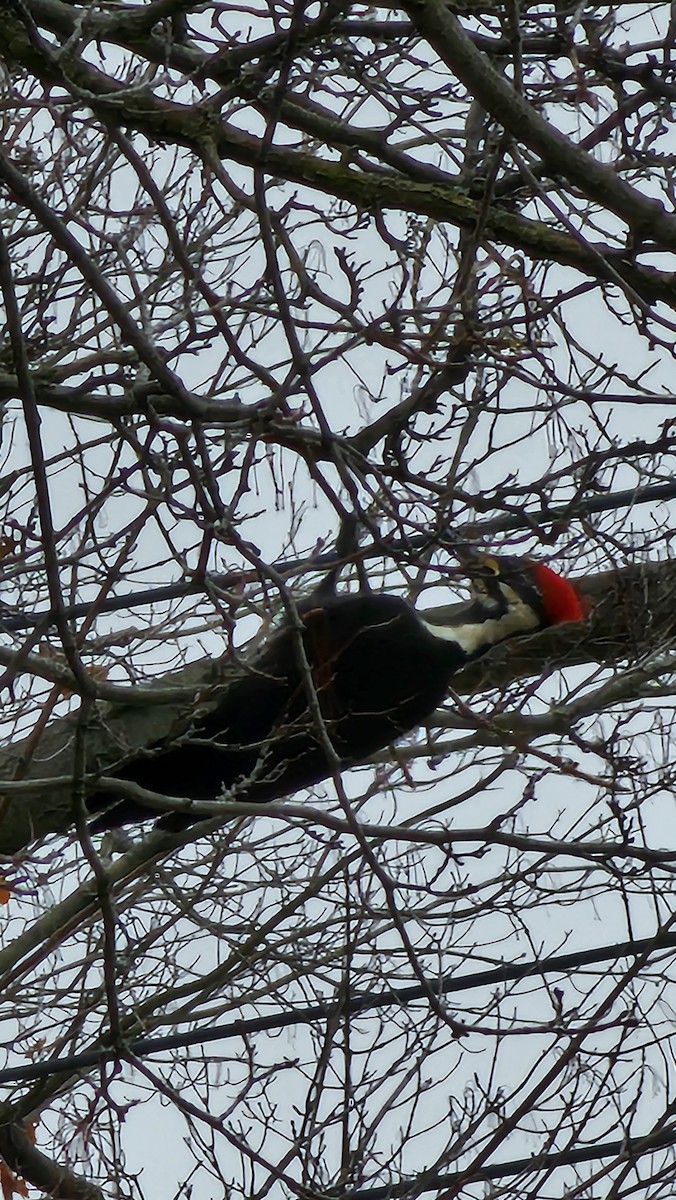 Pileated Woodpecker - ML615294811