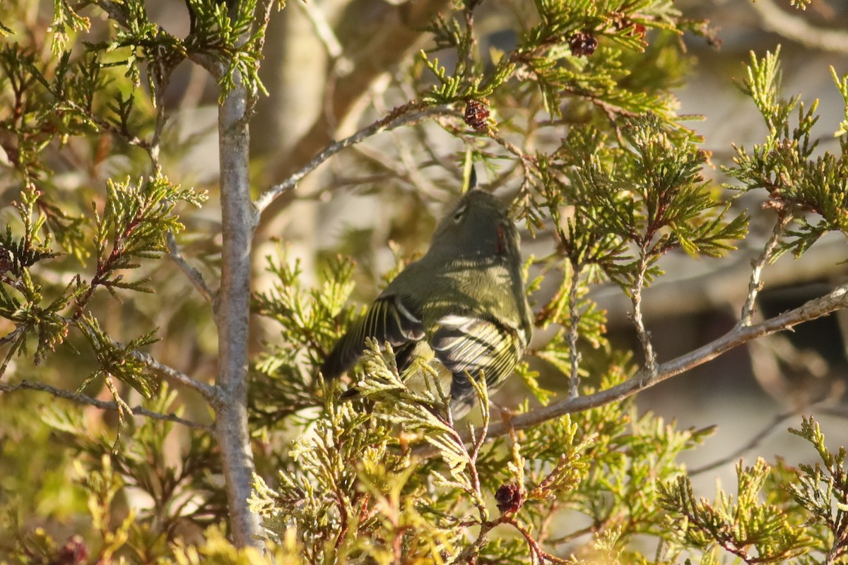 Ruby-crowned Kinglet - ML615294815