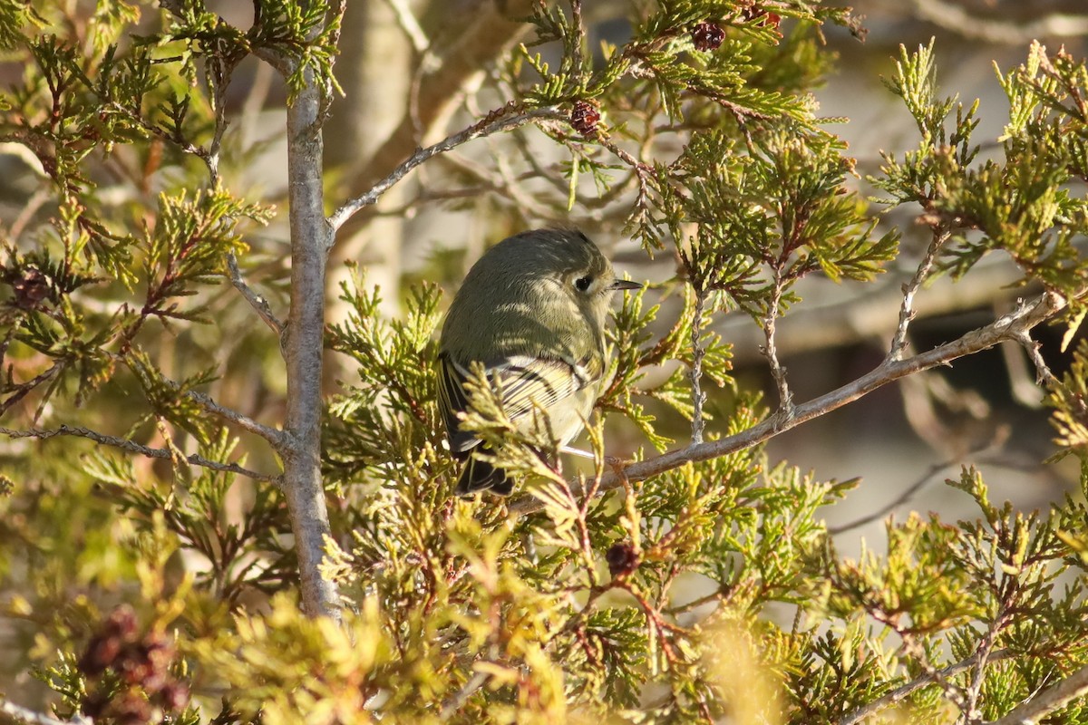 Ruby-crowned Kinglet - Joshua Gant