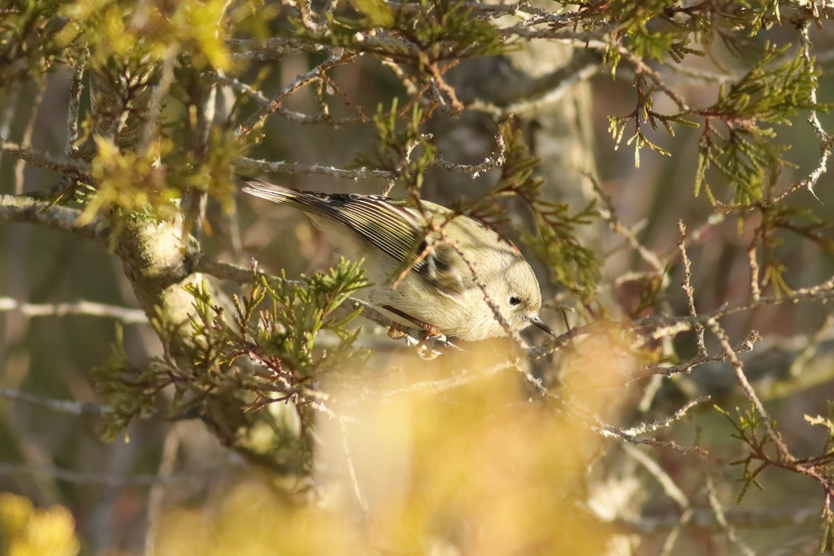 Ruby-crowned Kinglet - ML615294817