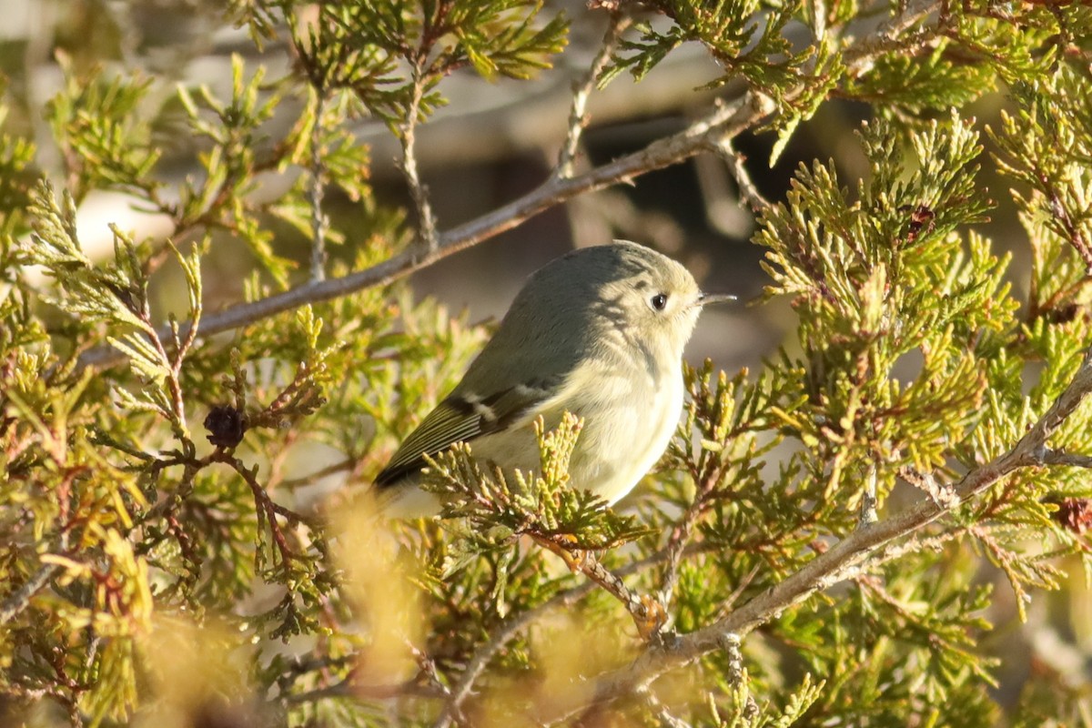 Roitelet à couronne rubis - ML615294818