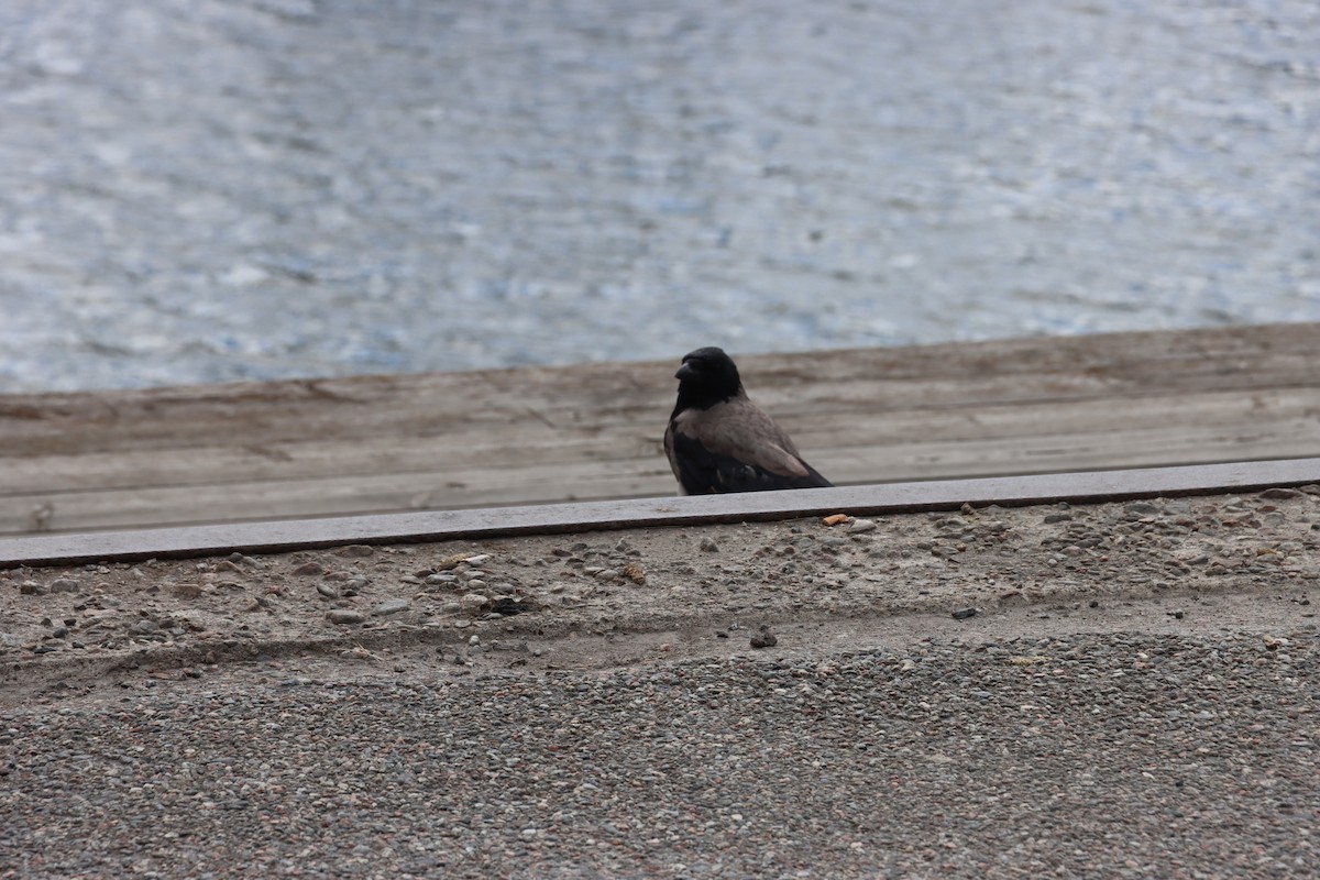 Hooded Crow - ML615294819