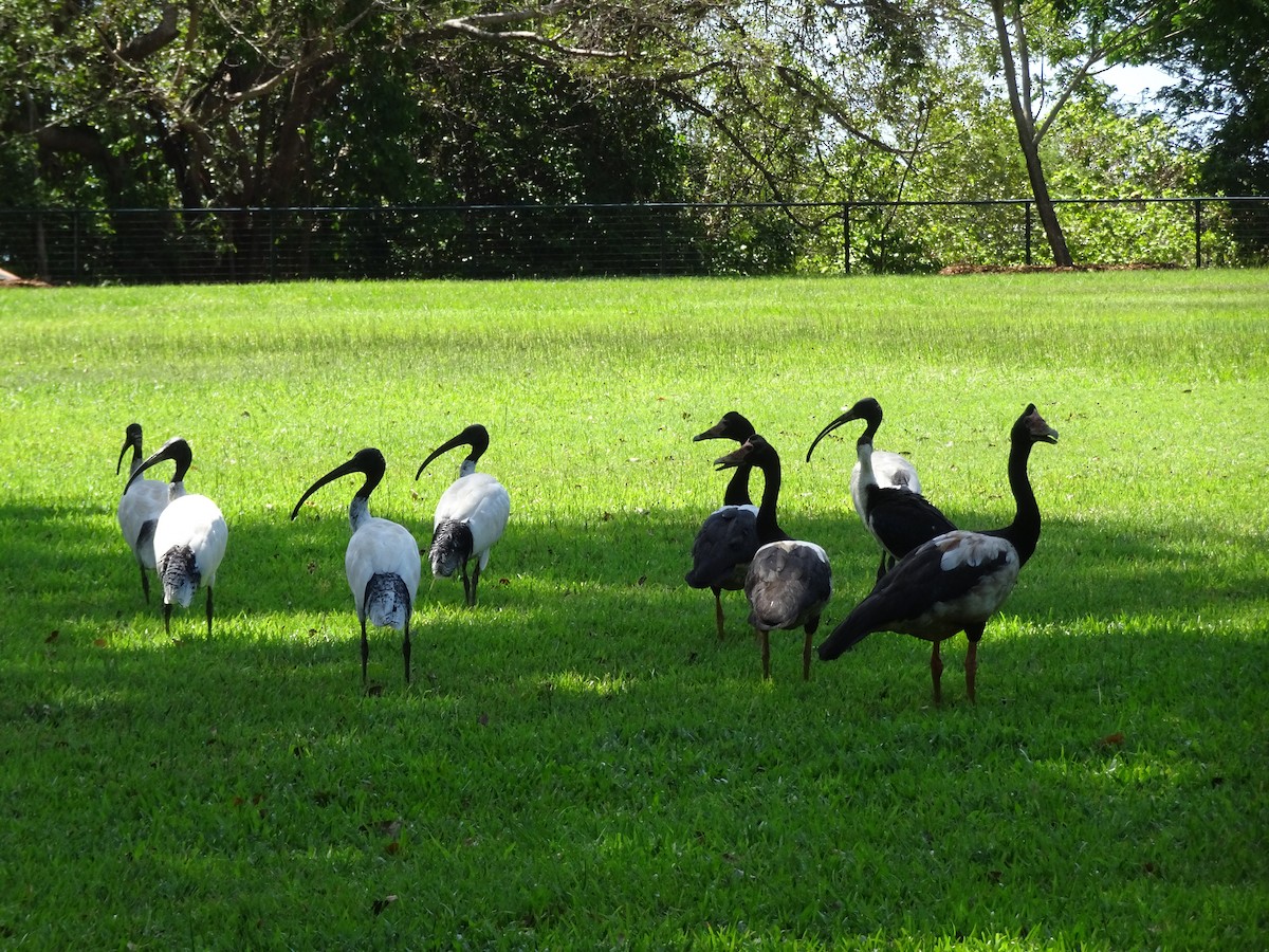 Ibis à cou noir - ML615294821