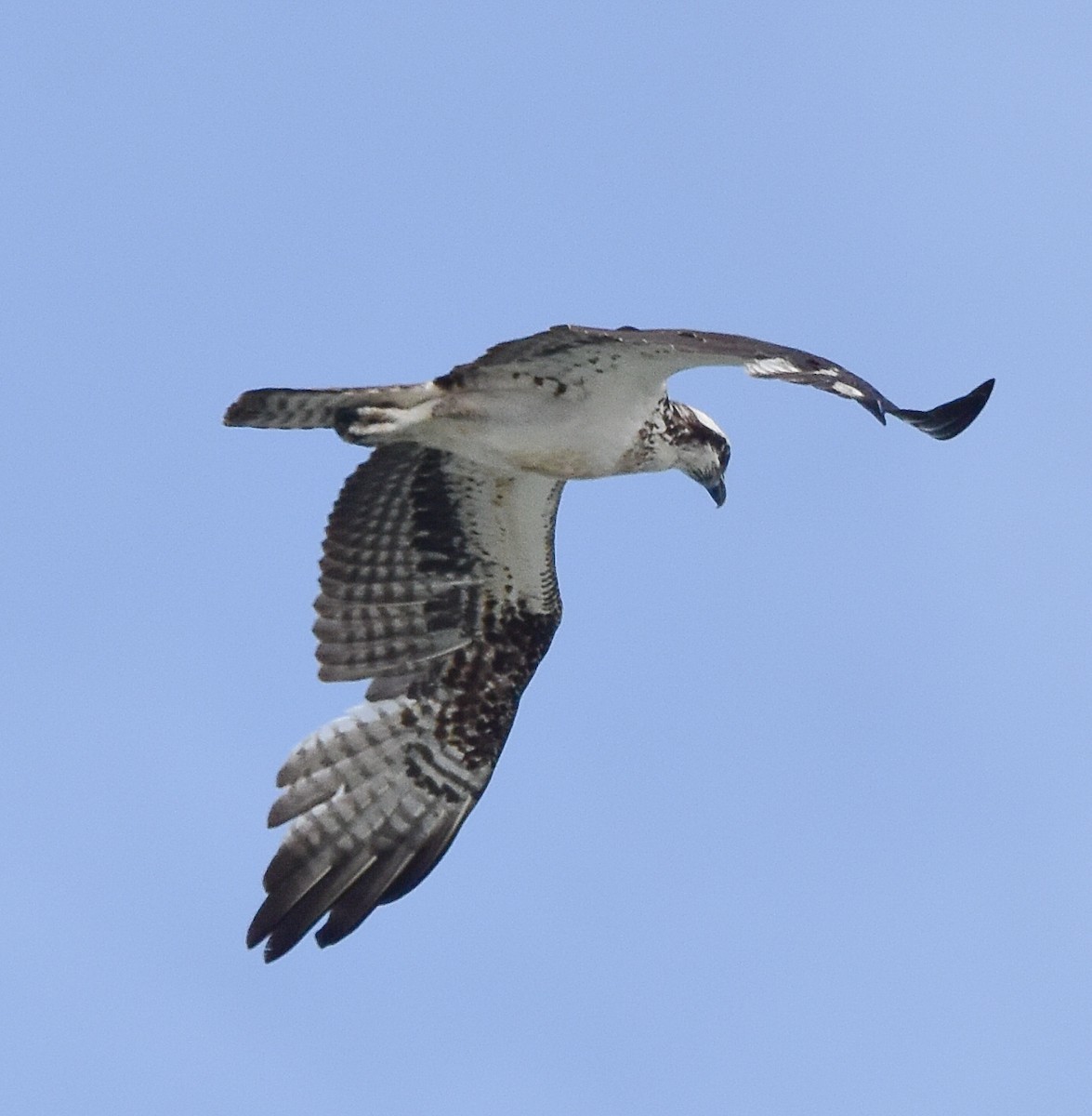 Загасч явлаг - ML615294835