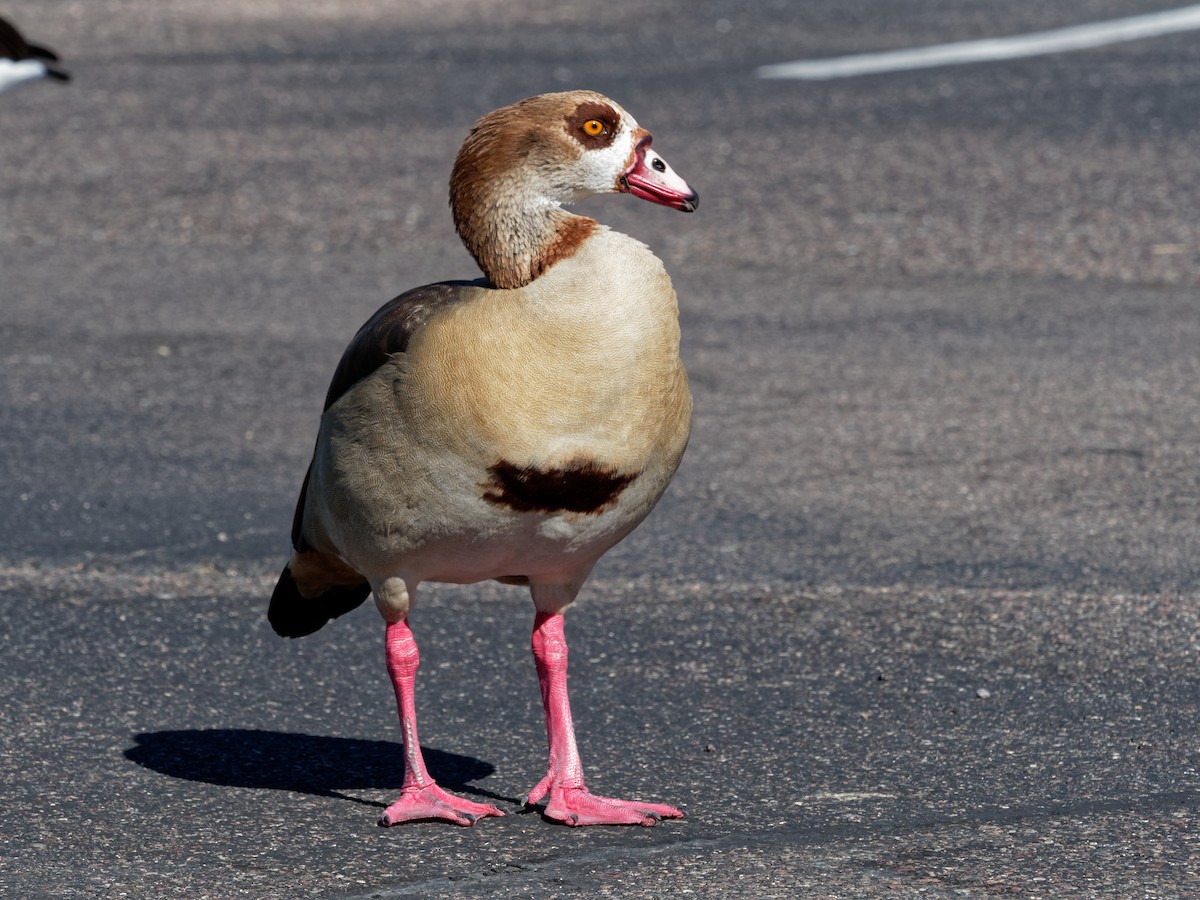 Egyptian Goose - Pierre Deviche