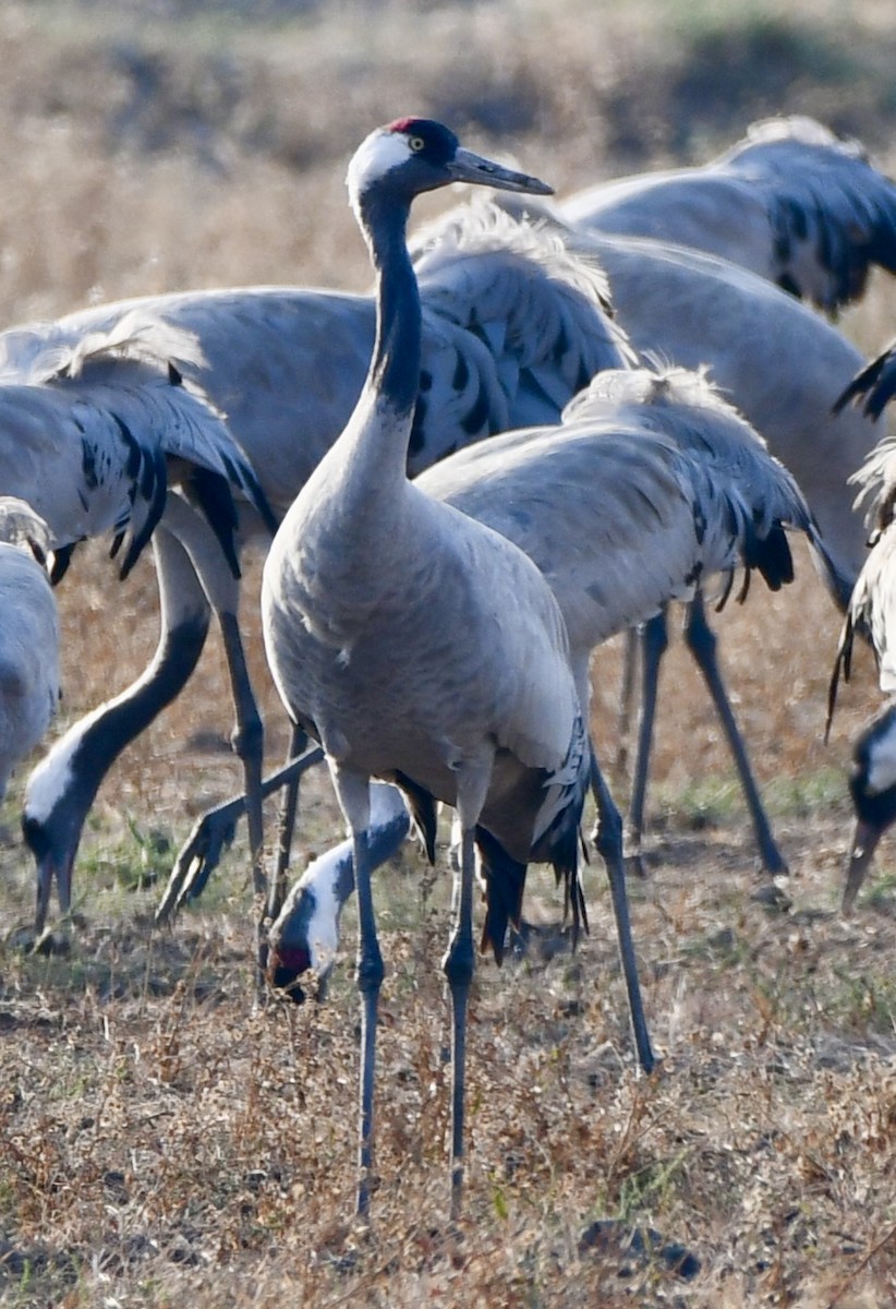 Common Crane - Ravikant Verma