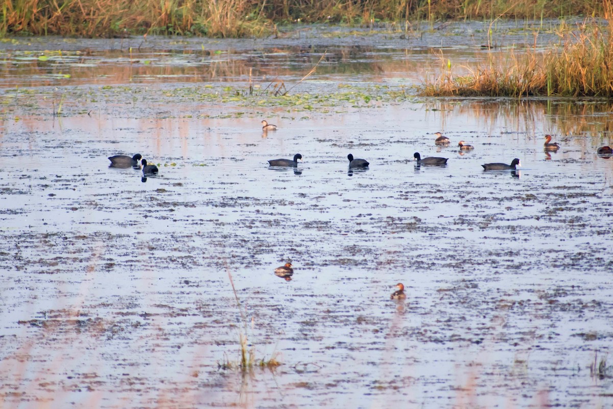 Eurasian Coot - ML615294913