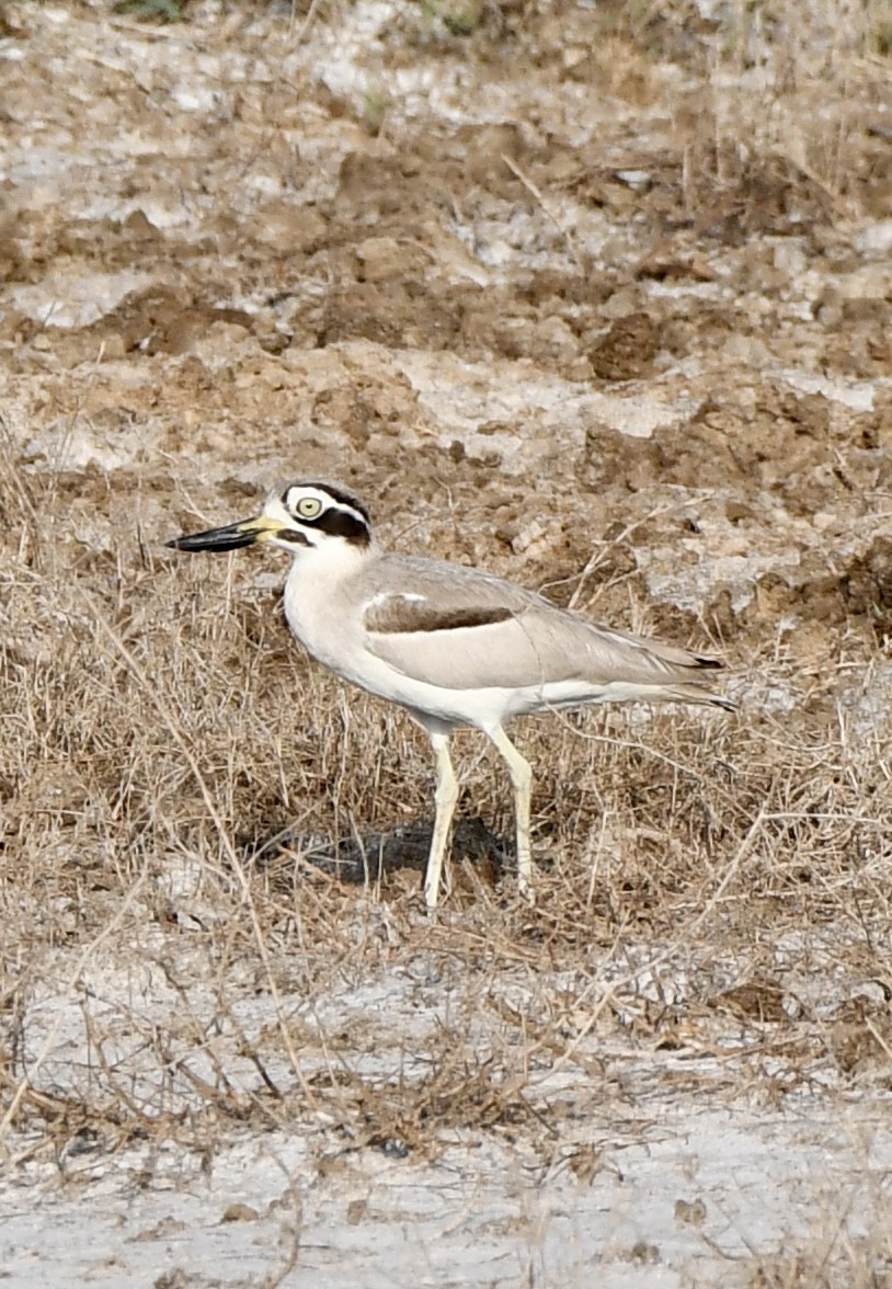 Great Thick-knee - Ravikant Verma