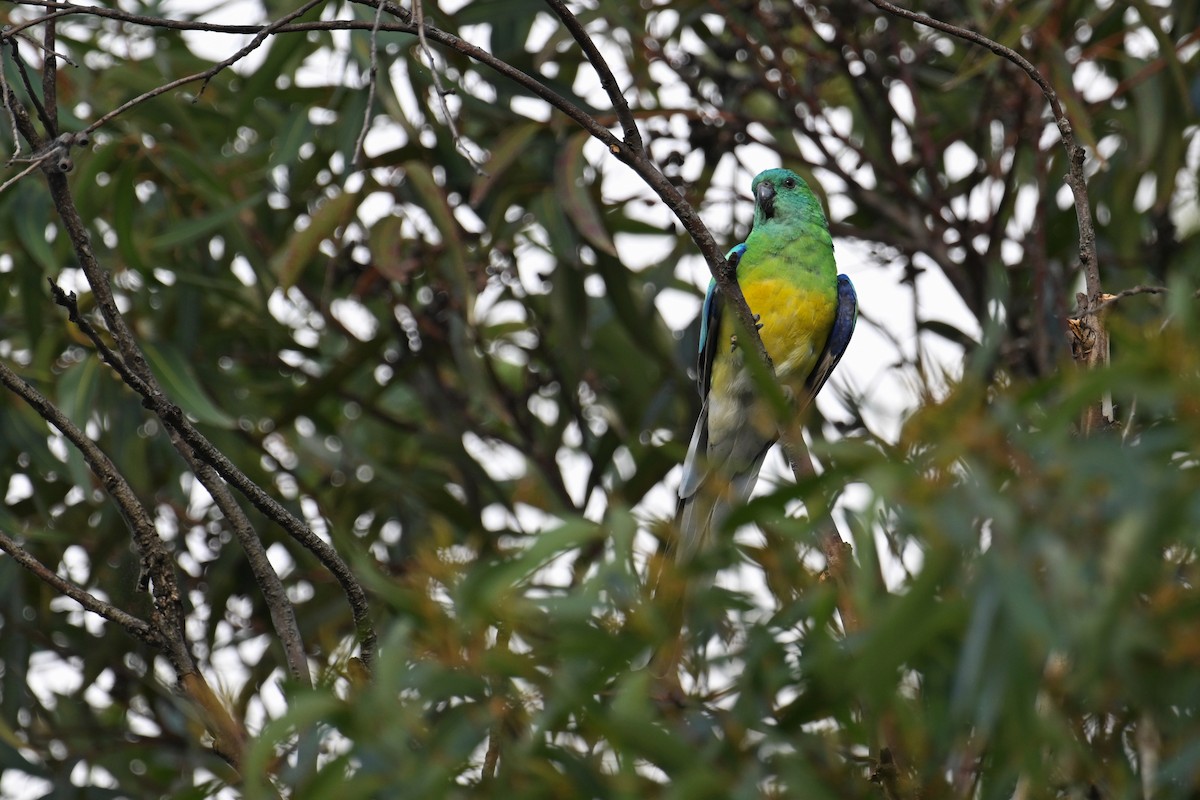 Red-rumped Parrot - ML615294934