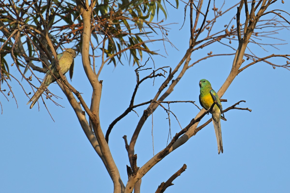 Red-rumped Parrot - ML615294935