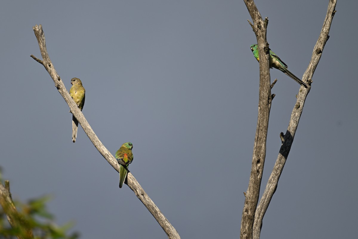 Red-rumped Parrot - ML615294936