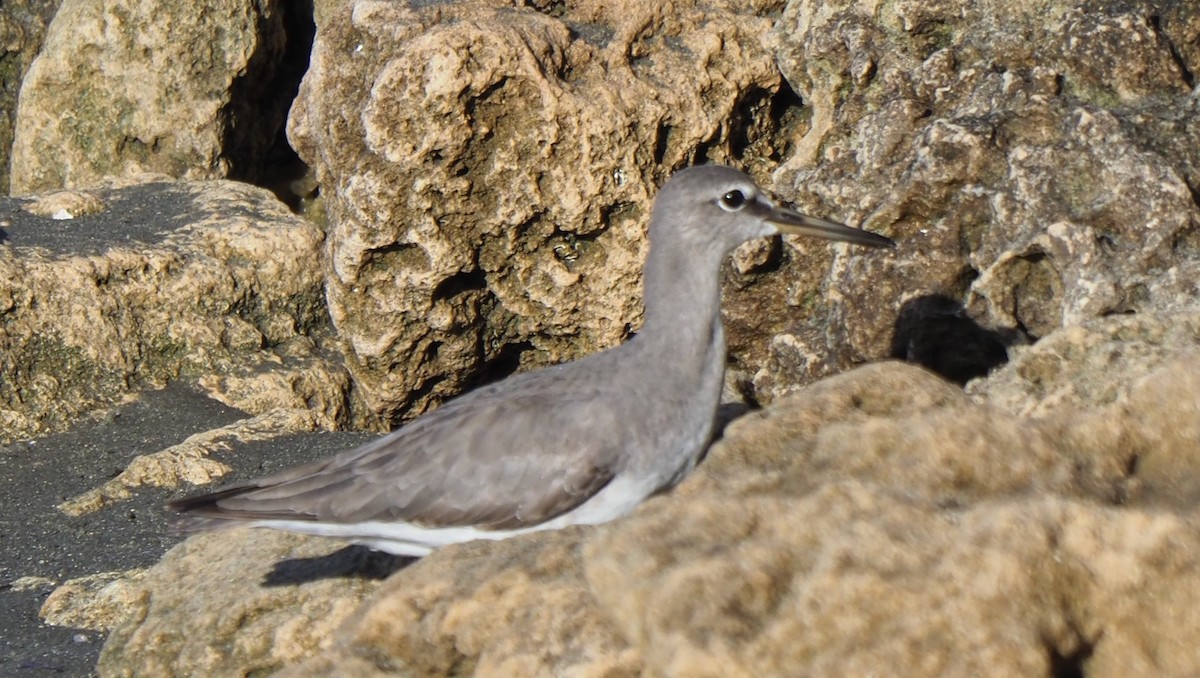 Gray-tailed Tattler - ML615295006