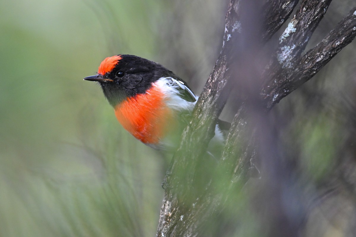 Red-capped Robin - ML615295026