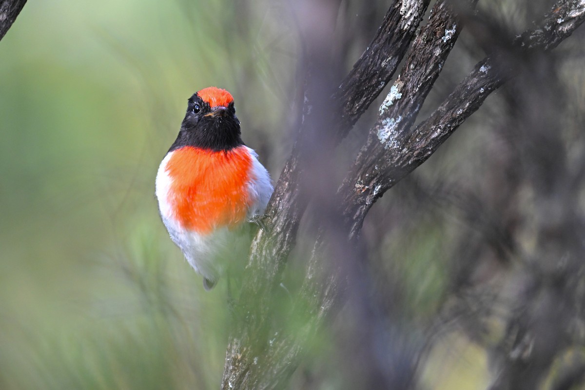 Red-capped Robin - ML615295027