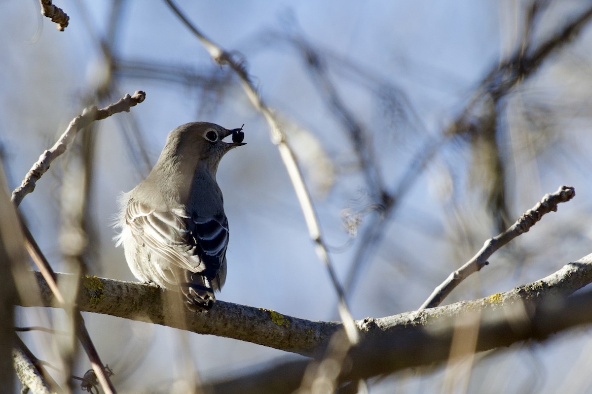 Townsend's Solitaire - ML615295056