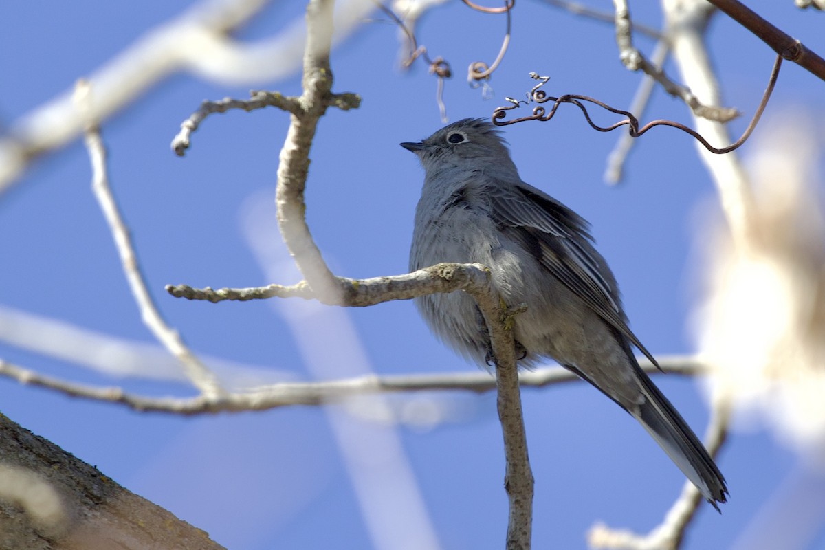 Townsend's Solitaire - ML615295057