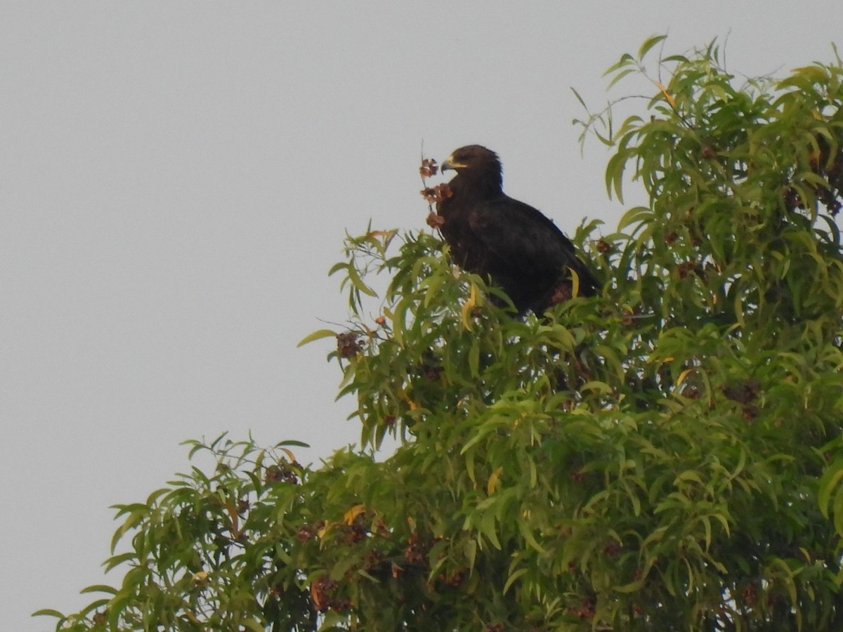 Greater Spotted Eagle - Ningappa D