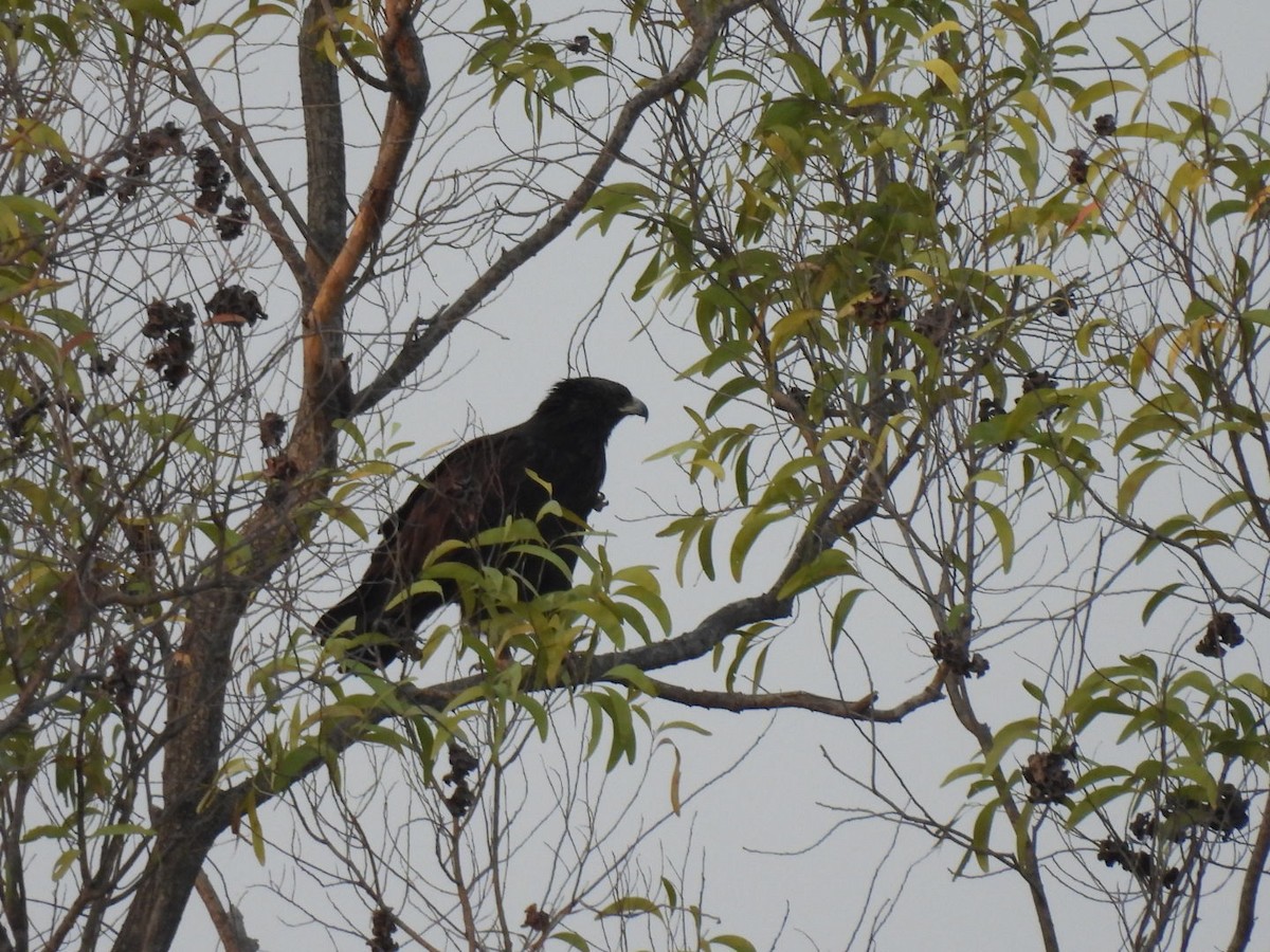 Greater Spotted Eagle - ML615295112