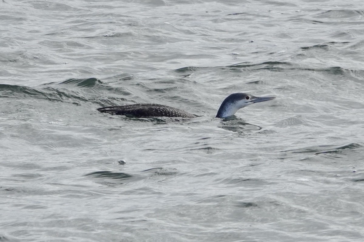 Red-throated Loon - ML615295197
