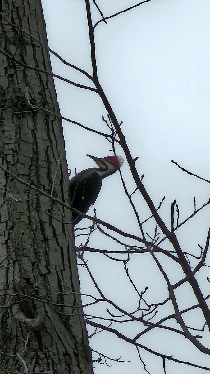 Pileated Woodpecker - ML615295231