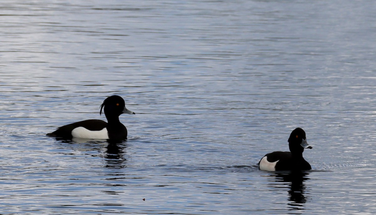 Tufted Duck - ML615295275