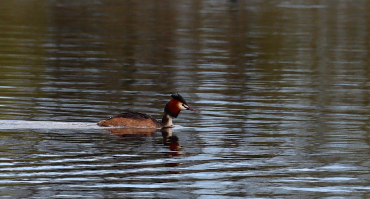 Great Crested Grebe - ML615295281