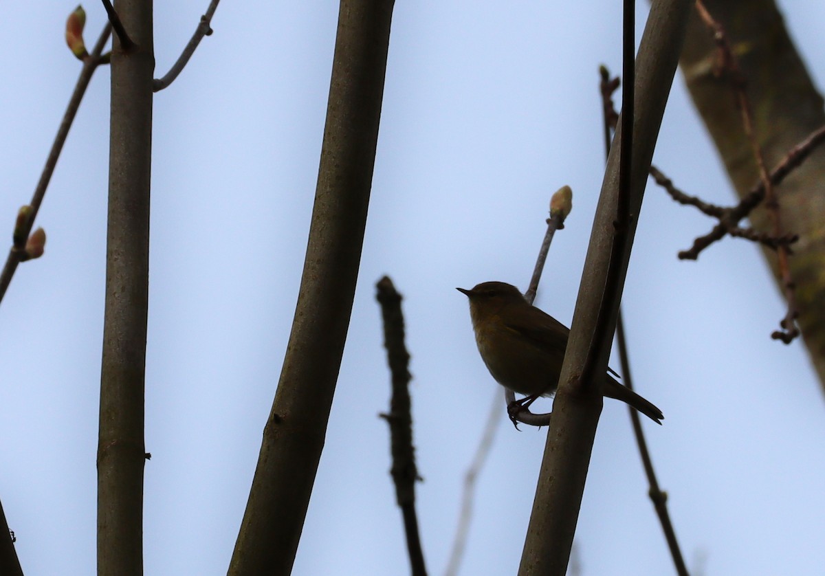 Common Chiffchaff - ML615295308