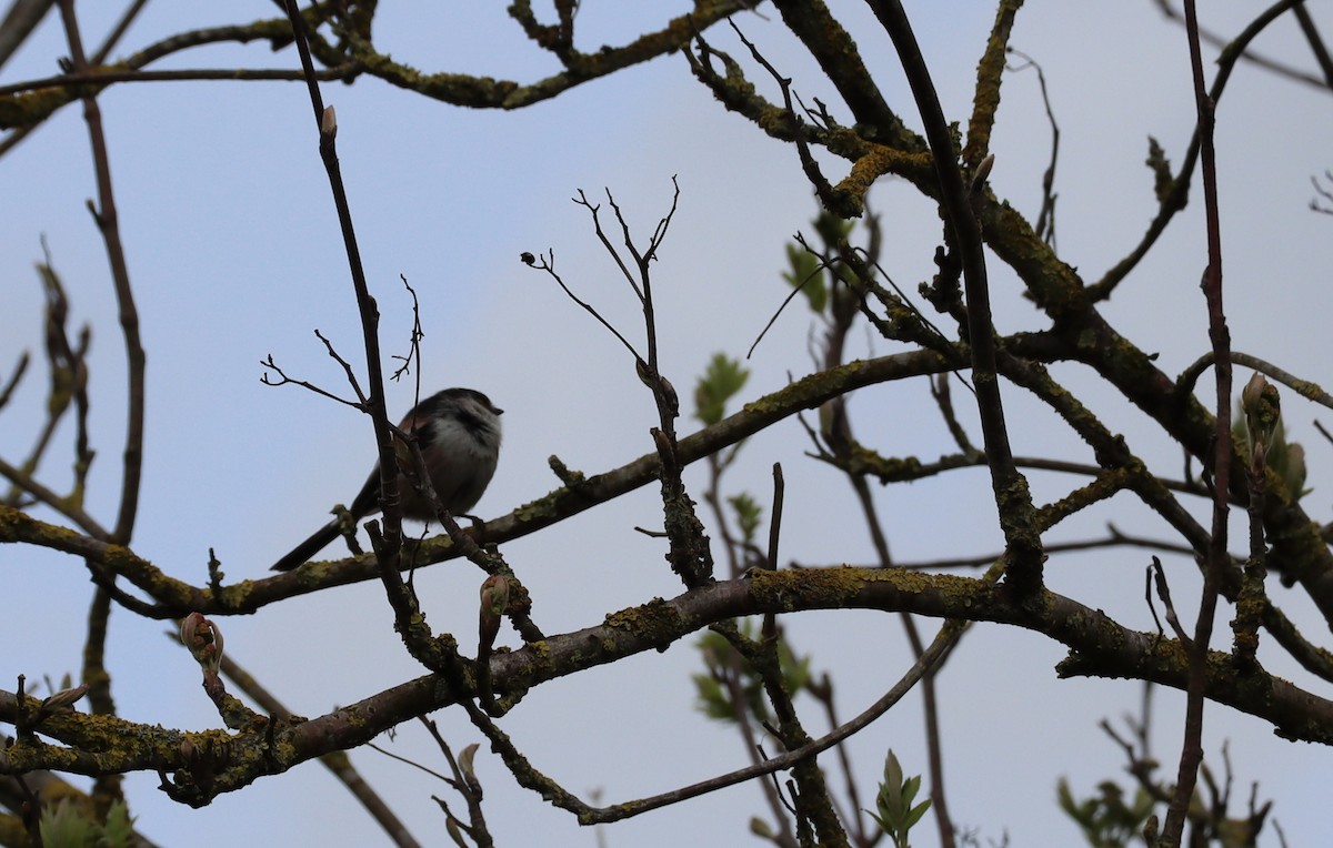 Long-tailed Tit - ML615295313