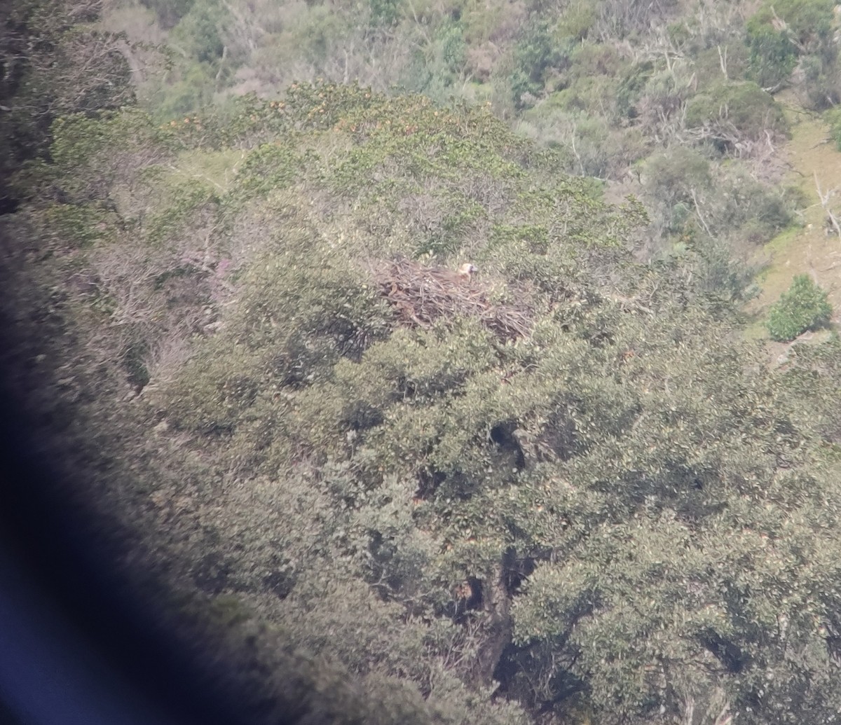 Cinereous Vulture - ML615295328