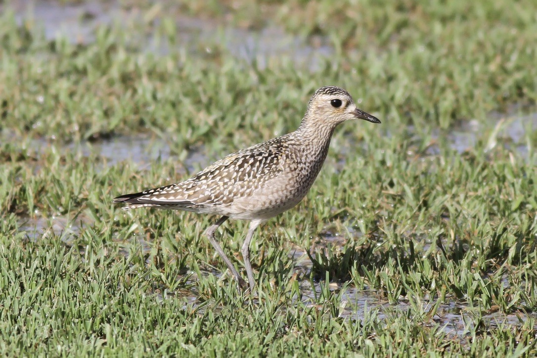 Pacific Golden-Plover - ML615295357