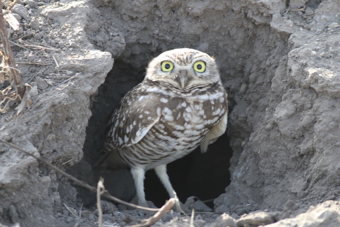 Burrowing Owl - ML615295384