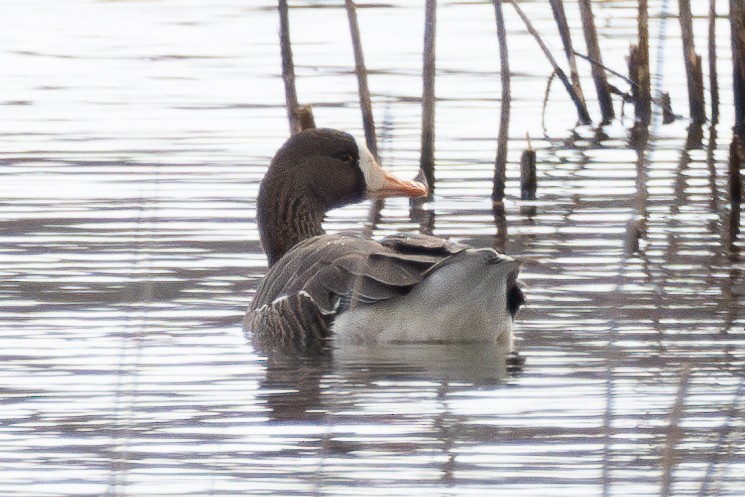 Greater White-fronted Goose - ML615295402