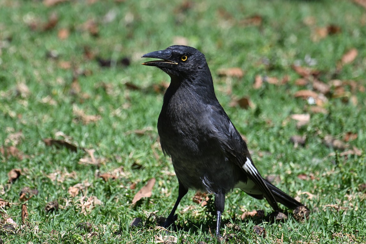 Pied Currawong - ML615295424