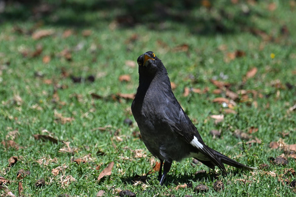 Pied Currawong - ML615295425