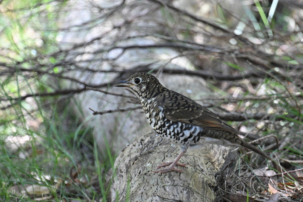 Bassian Thrush - ML615295442