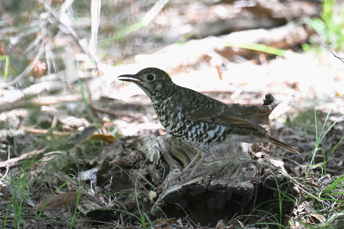 Bassian Thrush - ML615295443