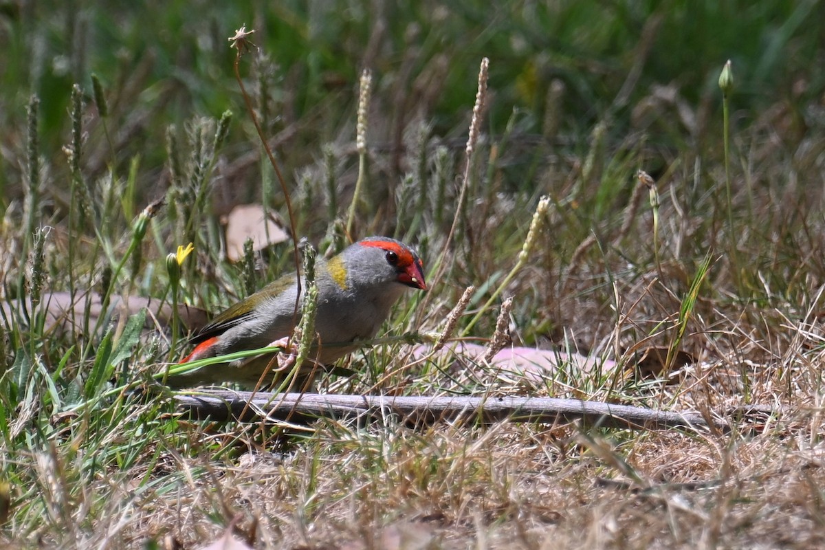 Red-browed Firetail - ML615295472