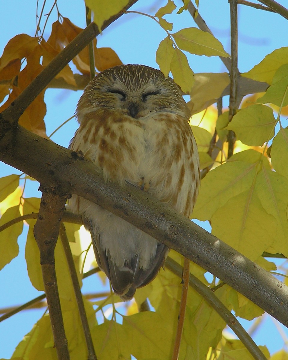 Northern Saw-whet Owl - ML615295489