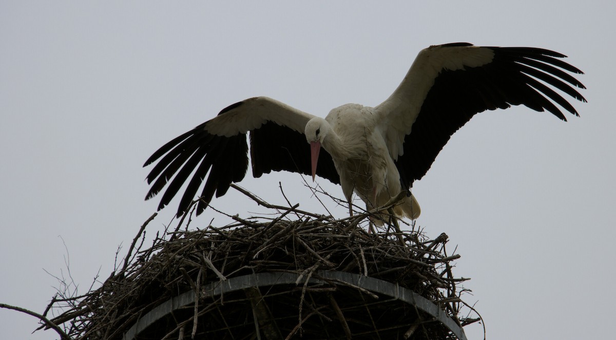 White Stork - ML615295497