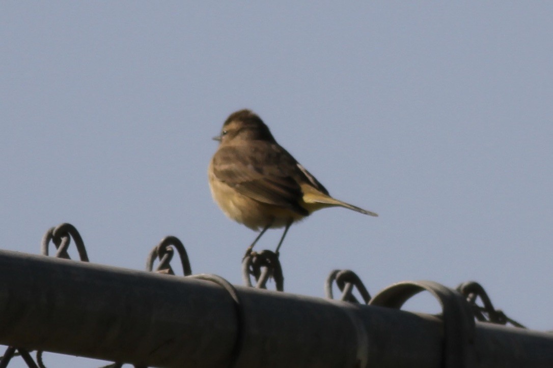 Palm Warbler (Western) - Dan Maxwell