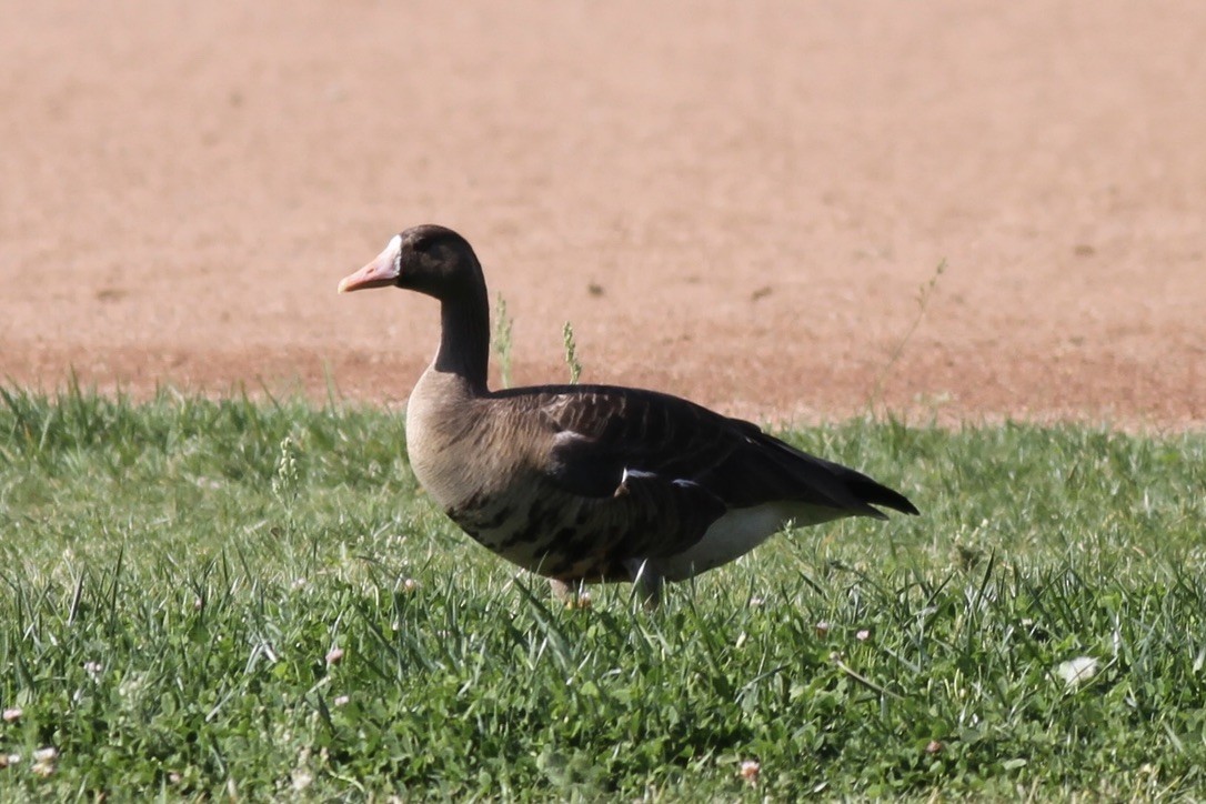 Greater White-fronted Goose - ML615295637