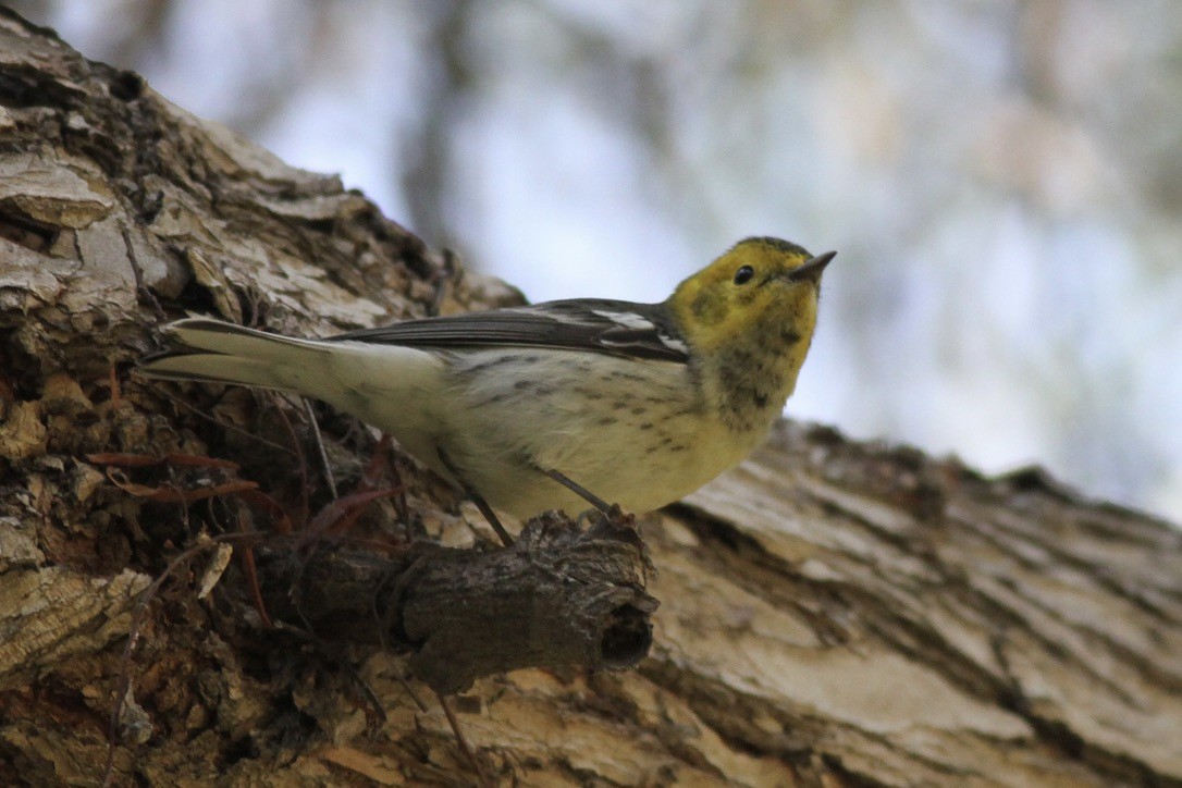 Hermit Warbler - Dan Maxwell