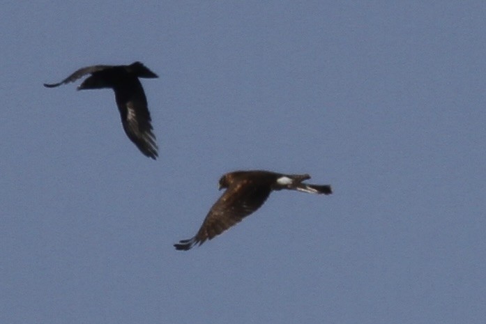 Northern Harrier - ML615295733