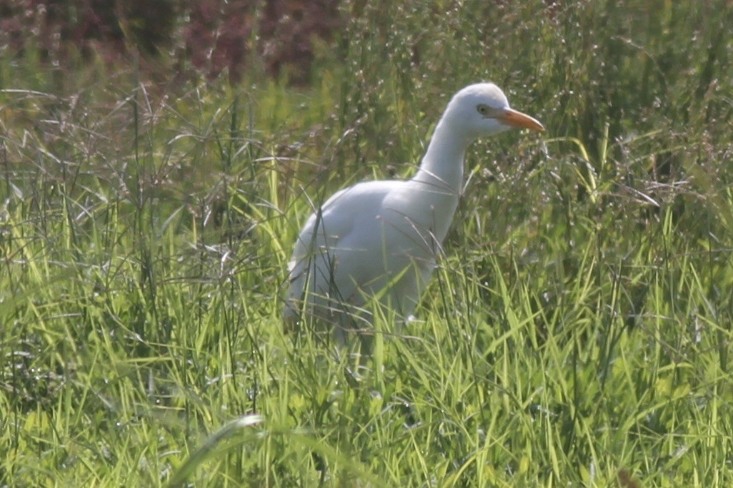 Western Cattle Egret - ML615295767