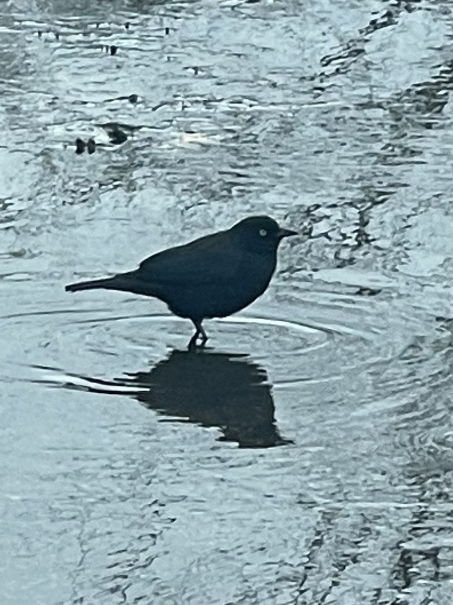 Rusty/Brewer's Blackbird - ML615295781