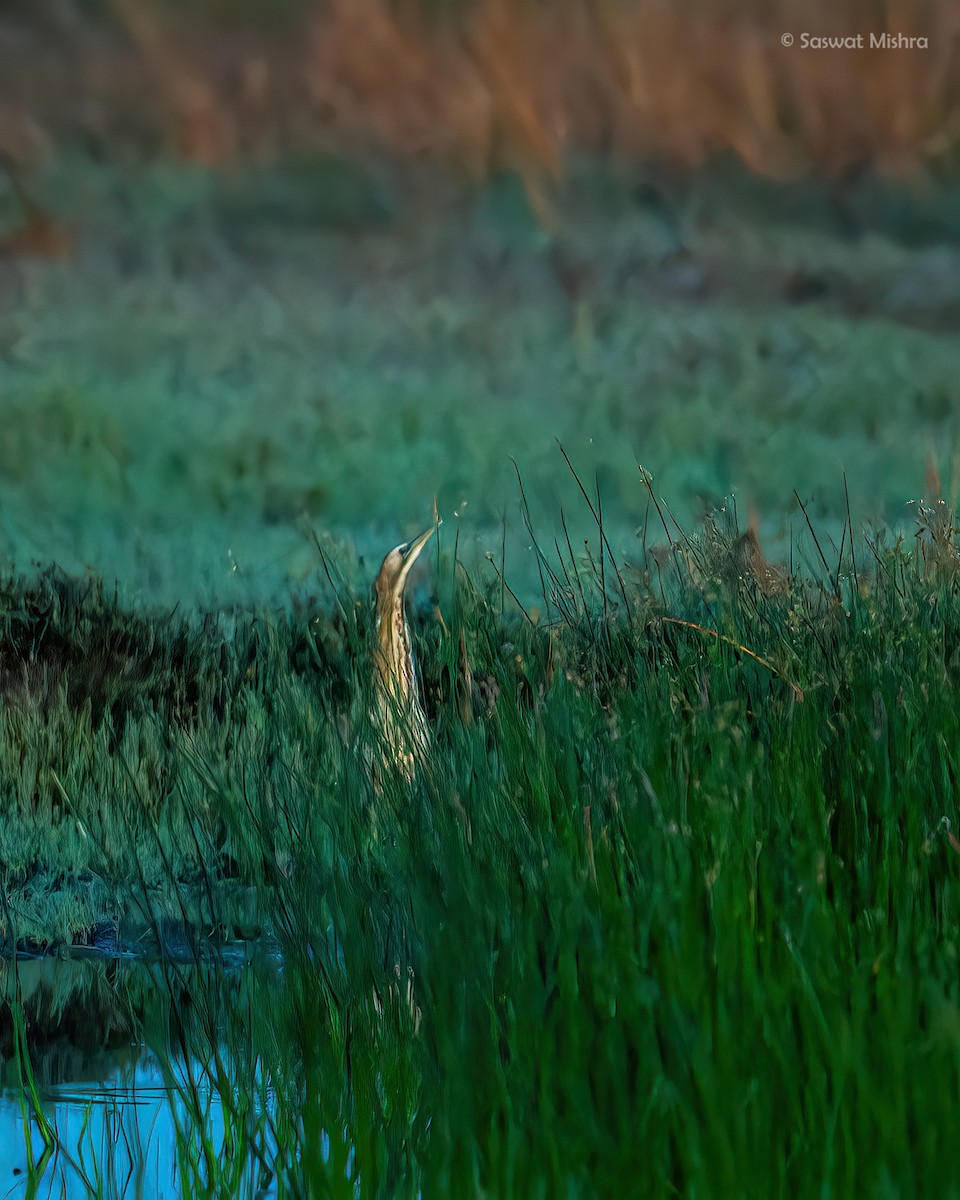 Great Bittern - ML615295842